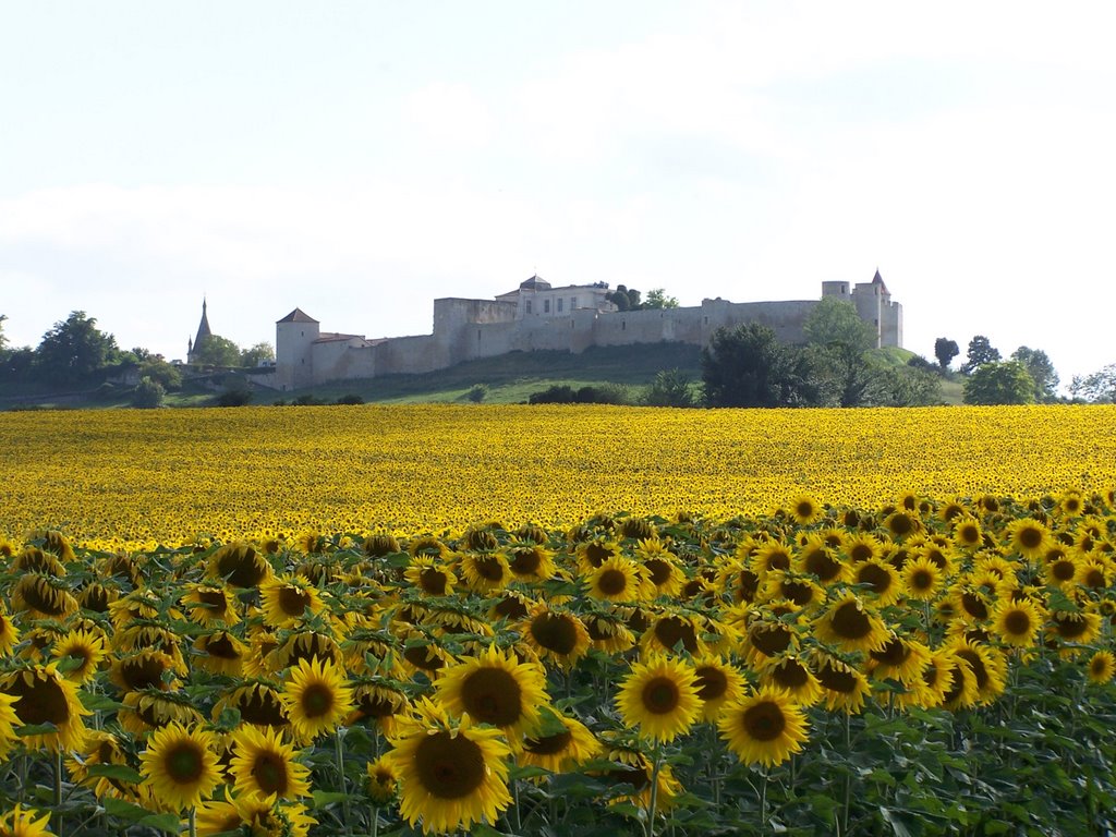 Evening sunflowers by Barbara Lloyd