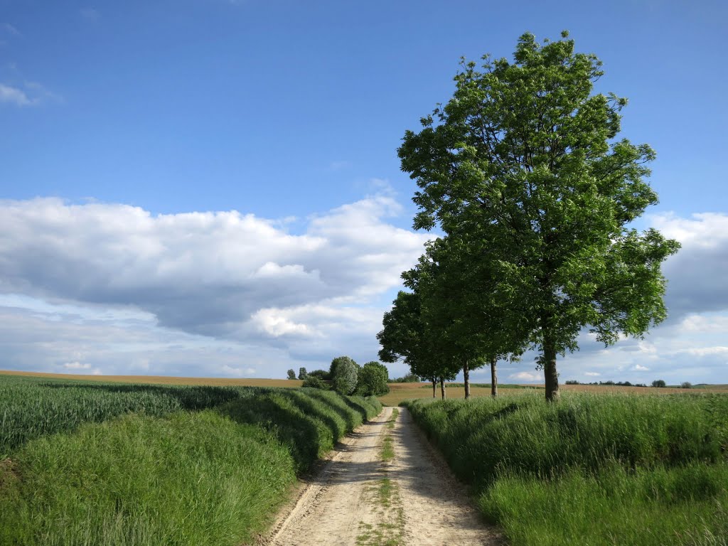 Hoegaarden by Geert Budenaerts