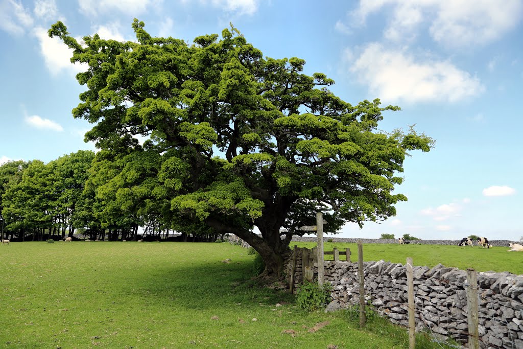 Pasture near Wormhill by David Carr