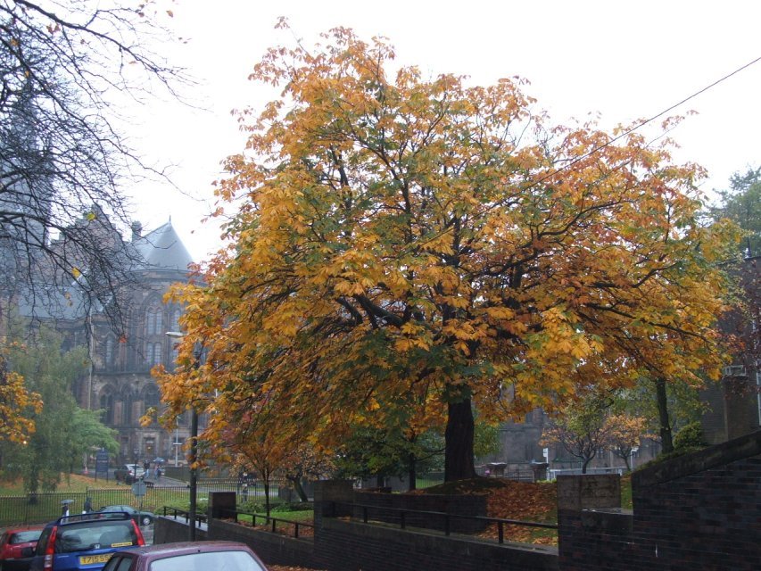 Big tree facing the uni by giuliof