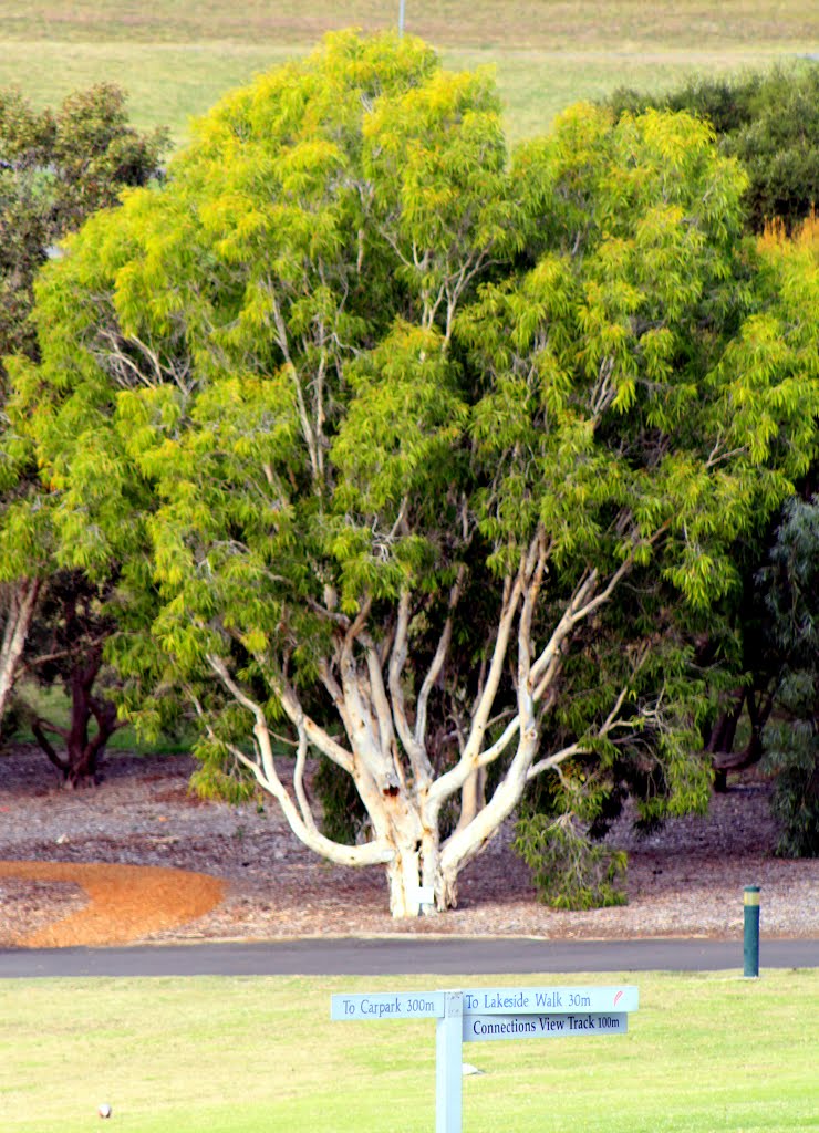 Lone Tree by Roger Powell