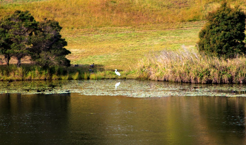 Water Bird Reflection by Roger Powell