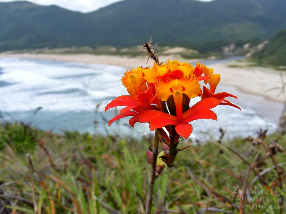 Flores na Lagoinha do Leste - by José Maciel by Jose Maciel