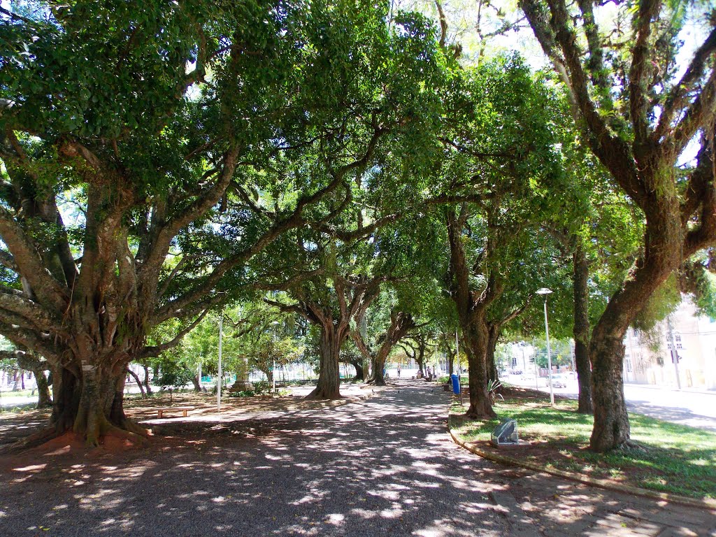 ÁRVORES NA PRAÇA GETÚLIO VARGAS-FLORIANÓPOLIS by Sidnei Recco