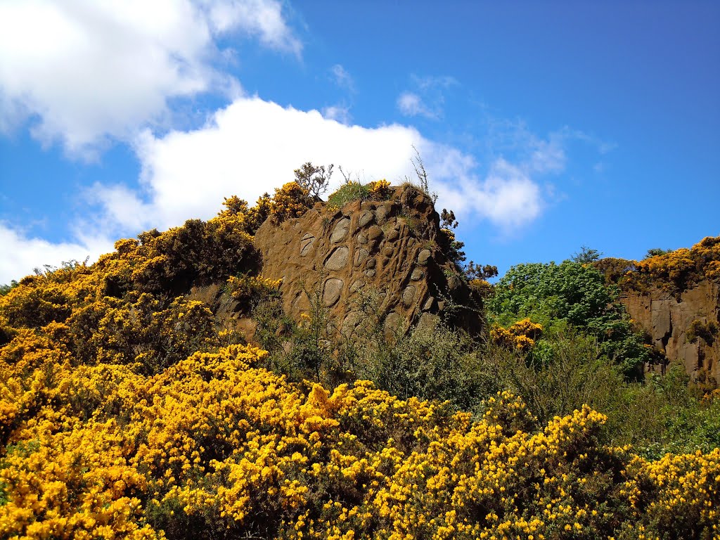 Conglomerate at Carlingnose (Fife Coastal Path) by Chris. H.