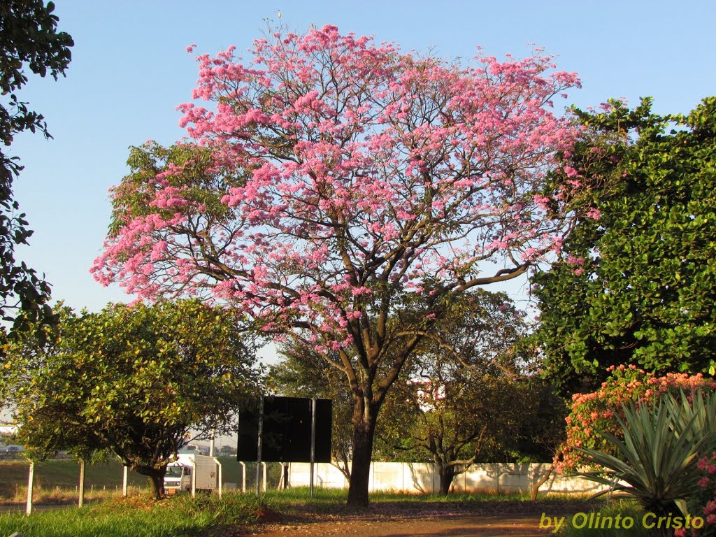 São José do Rio Preto - Ipê by olintocristo