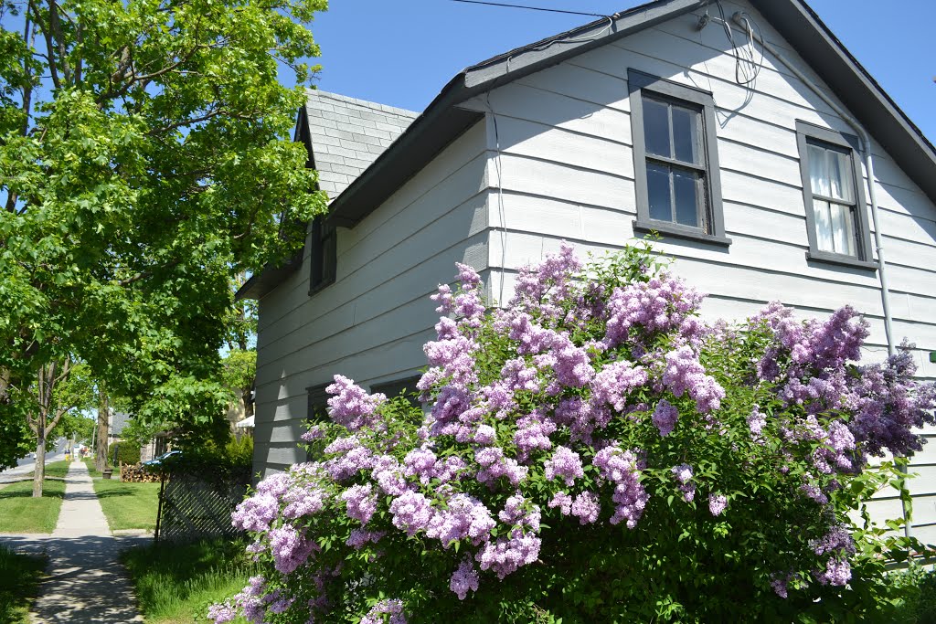 Lakefield Ontario - Lilacs by Jamie Cane