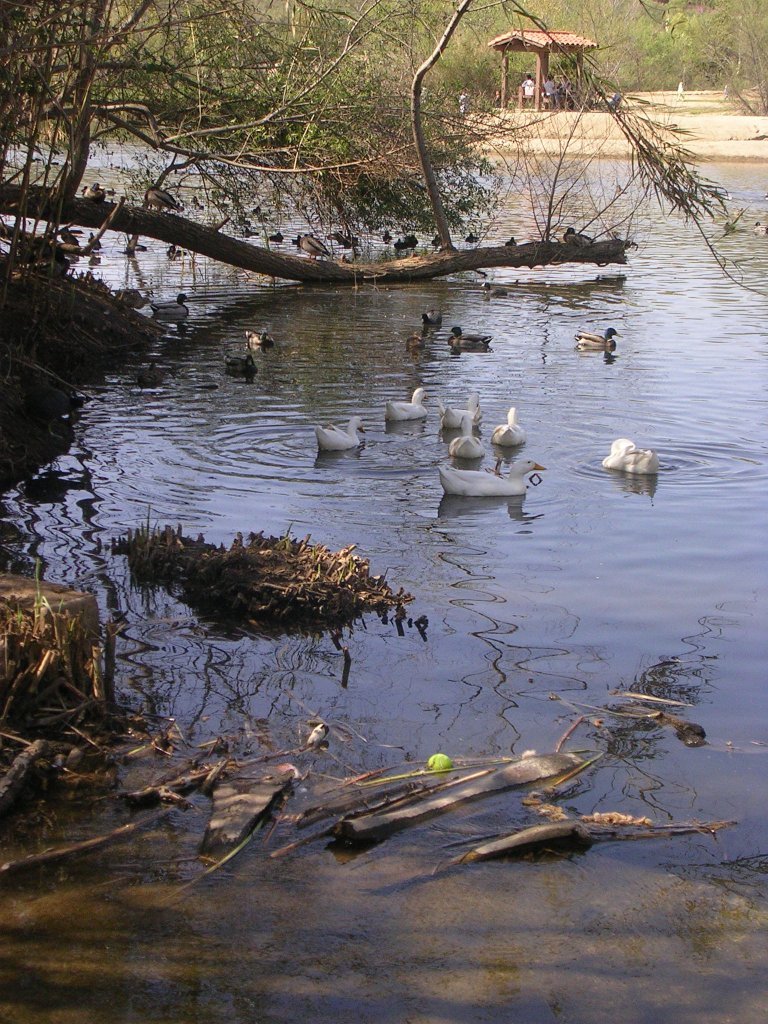 Ducks on Sand Pond, Kit Carson Park 3/21/08 by scottVee