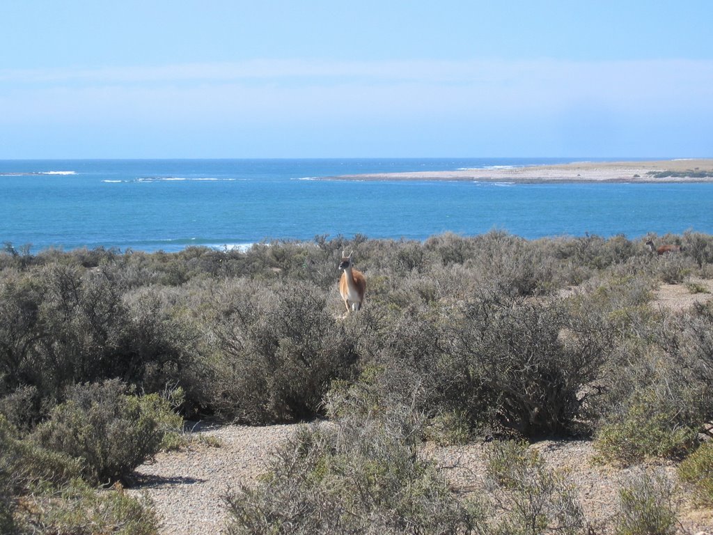 Guanaco at Punto Tombo by jwsmith3