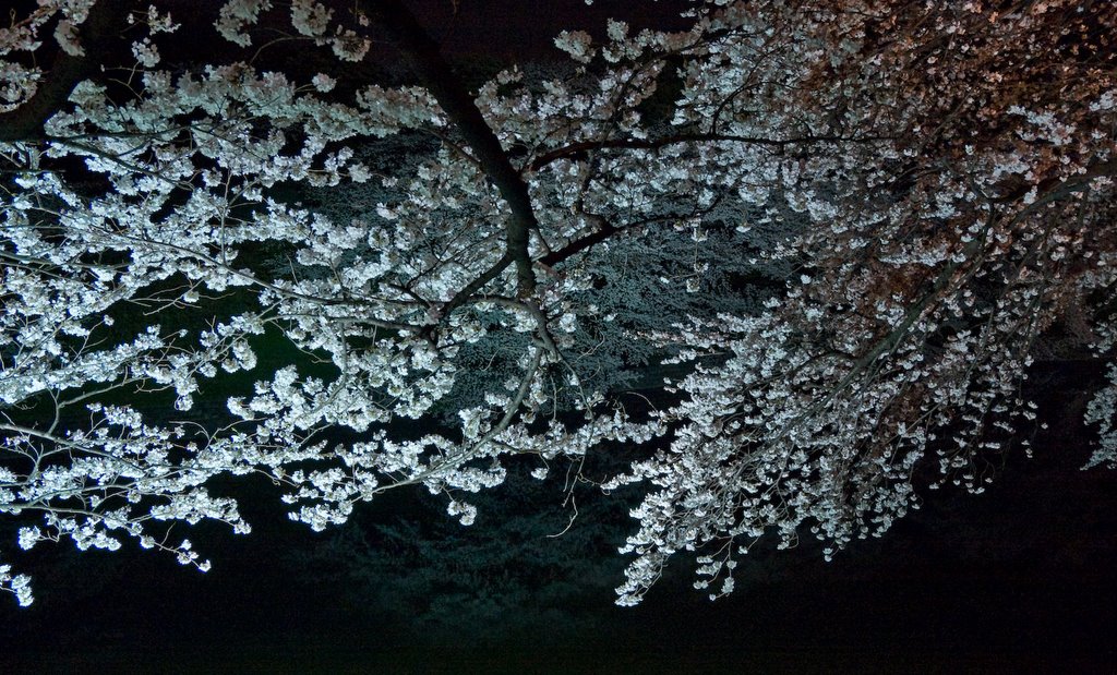 Chidorigabuchi/cherry blossom/千鳥ヶ淵緑道/夜桜 by 宮崎亮