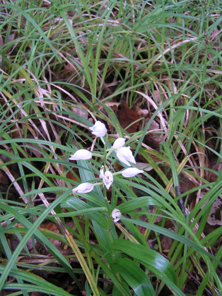 Weisses(Bleiches/Langblättriges)Waldvöglein/Helleborine ((Cephalanthera longifolia (L.) Fritsch)) -1 by Peter Stucken