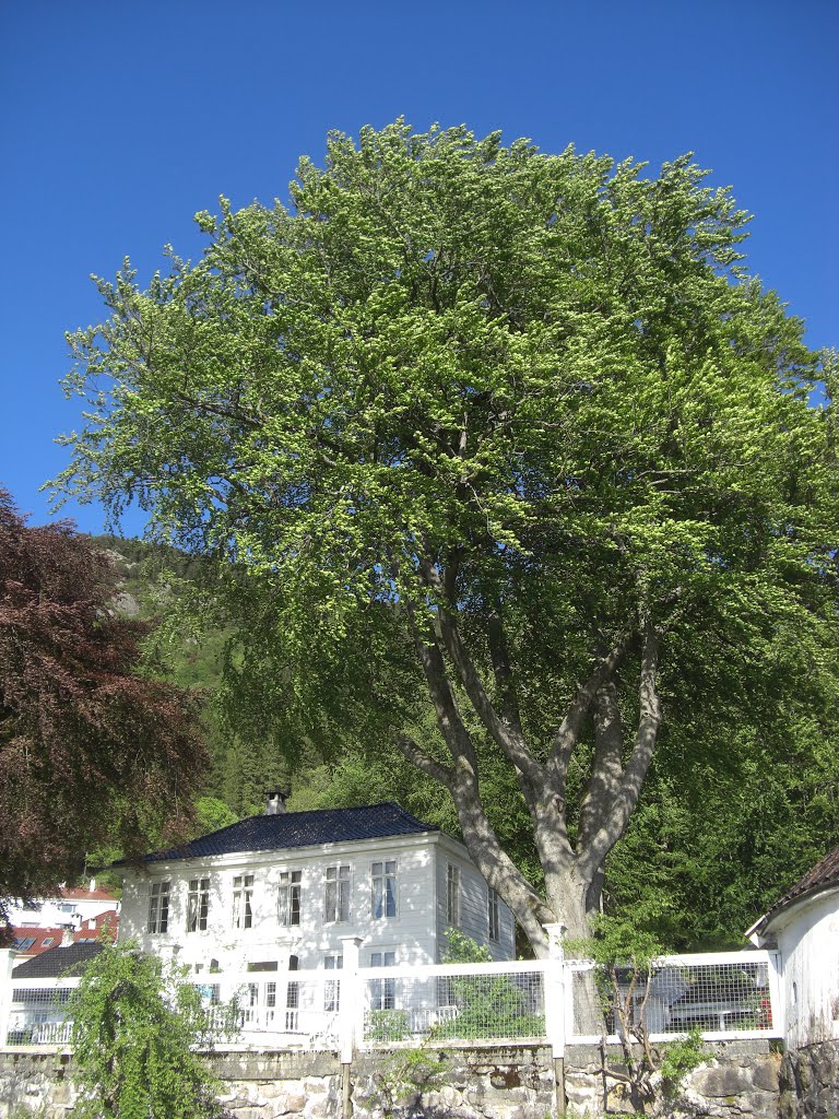 Wind in the big tree sunny 4th of june 2013 by Mona Lygre