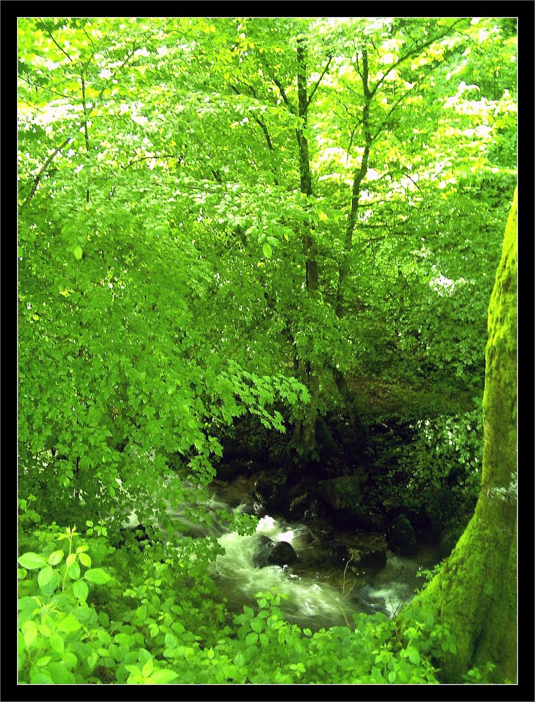 June Grüne Hölle Bergwälder Glottertal Schluchten - Mythos Black Forest Photography 2013 green mountain forest The Glotter Creek by jettcom