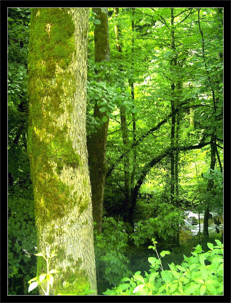 June Grüne Hölle Bergwälder Glottertal Moose & Flechten - Mythos Black Forest Photography 2013 green mountain forest by jettcom