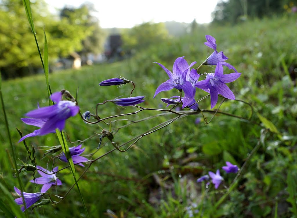 Terebélyes harangvirág (Campanula patula) by wandor57