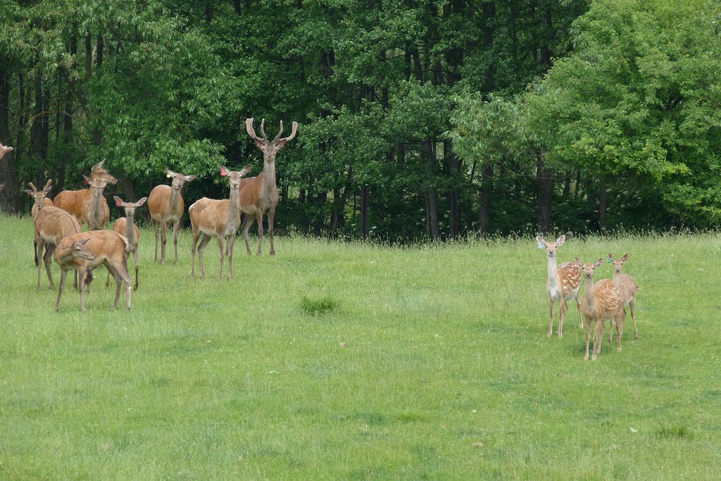 The red deer and Sika deer / Jeleń szlachetny i jeleń wschodni (Cervus elaphus) (Cervus nippon) by Anna Wielgosz