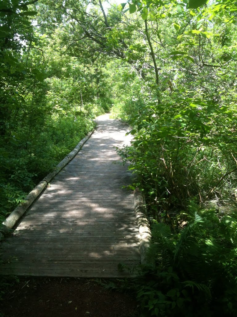 Trail in Todmorden Mills Wildflower Preserve by dibegin