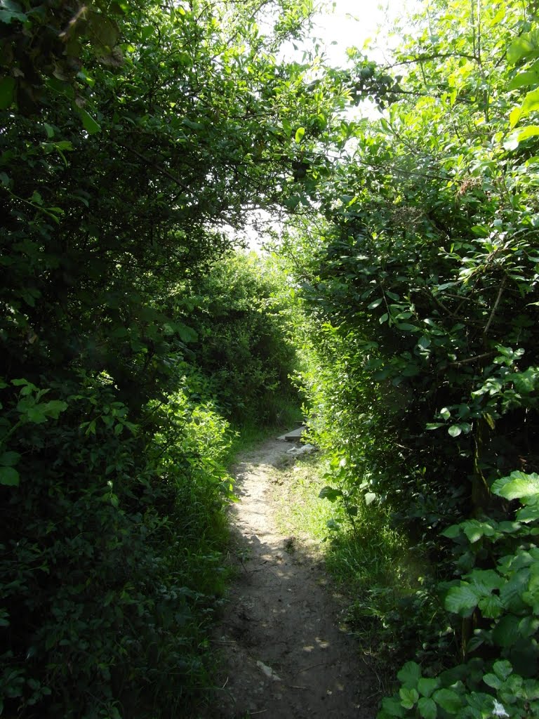 Overgrown footpath by Shimmerxxx