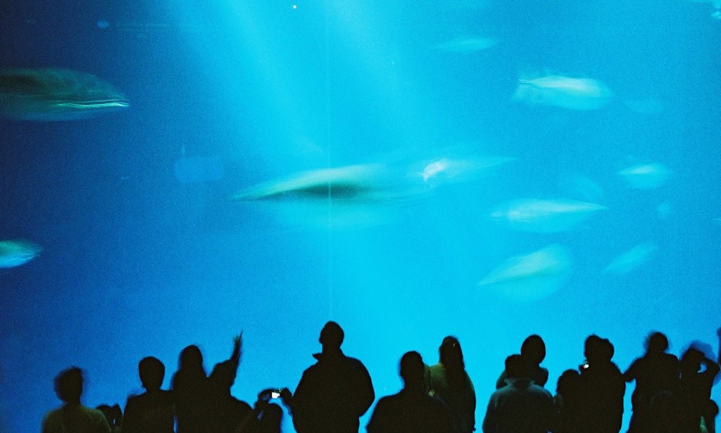 Monterey Bay Aquarium by vvs1917