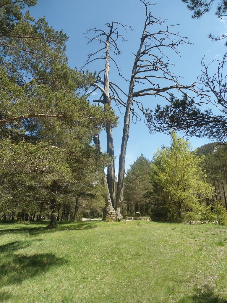 Pi de les tres branques by Carles ebrenc