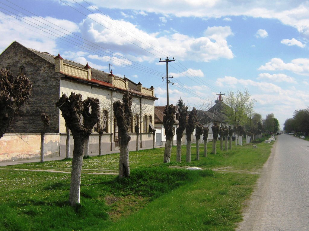 Gakovo, drvored u ulici Kralja Petra - Alley in the king Petar st by rodjoso