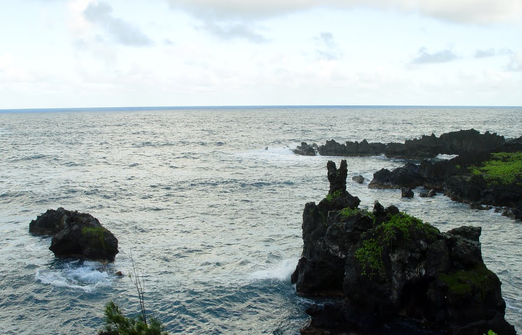 Lava Rabbit, Waianapanapa State Park by alvaro espinel