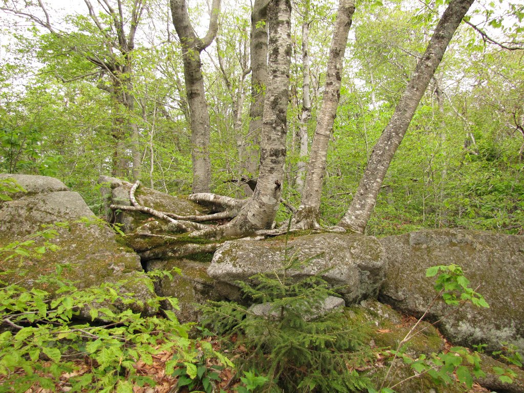 Mount Ascutney Summit Trails by Chris Sanfino