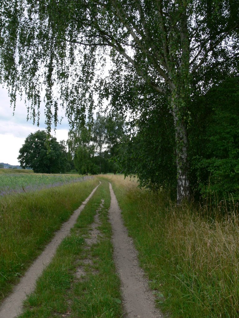 In den Budenheimer Rheinauen by hechtenkaute