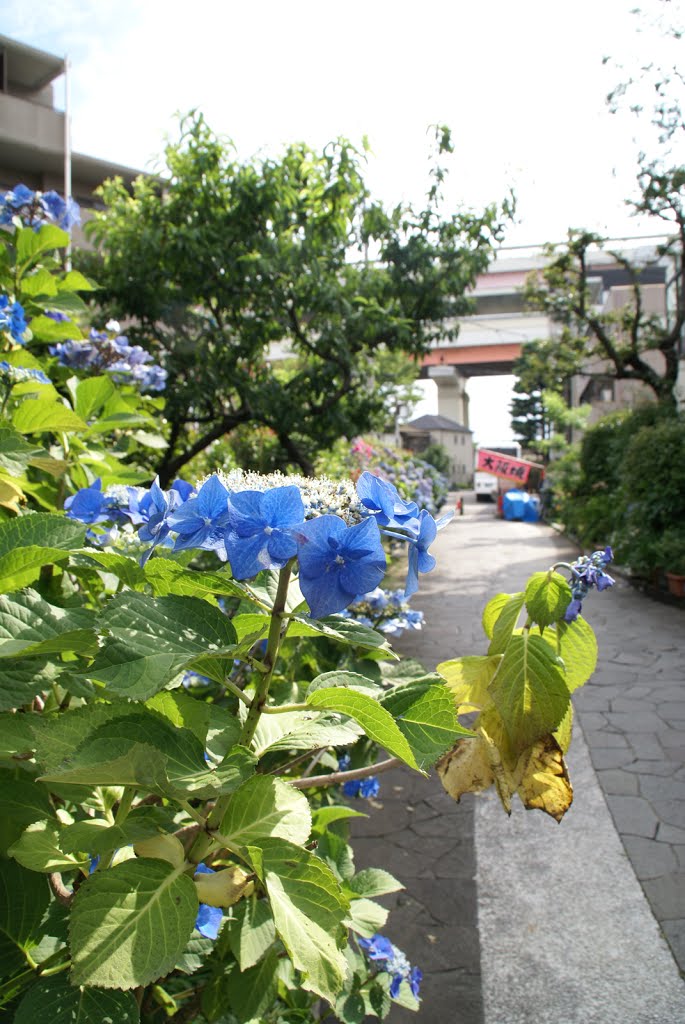 Hydrangea, Horikiri, Tokyo (あじさいの花、堀切、東京) by Lesbourgeons