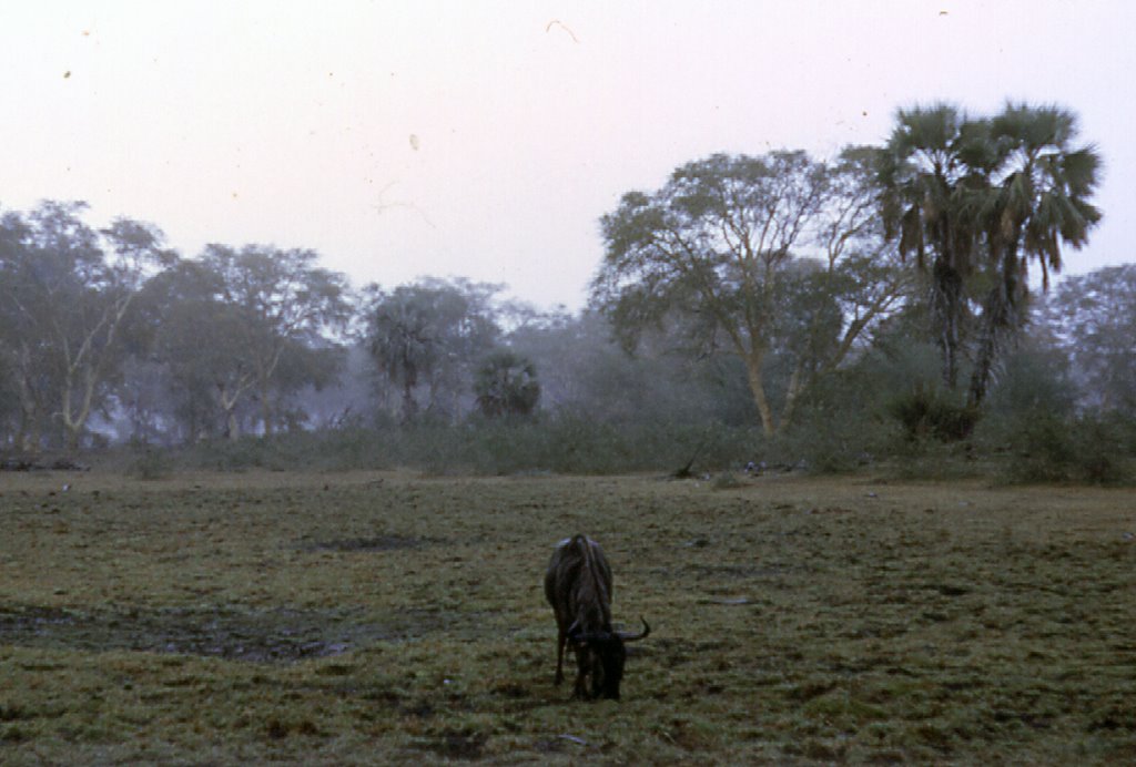 Gorongosa Gnu2 1968 by Luís Boléo