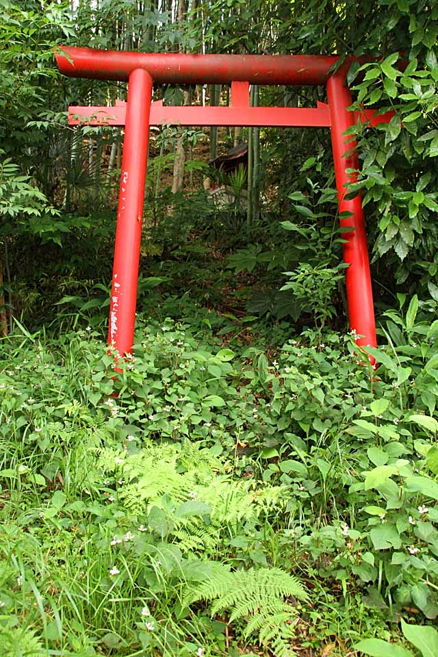 Torii gate of inari-jinja shrine by nutakku