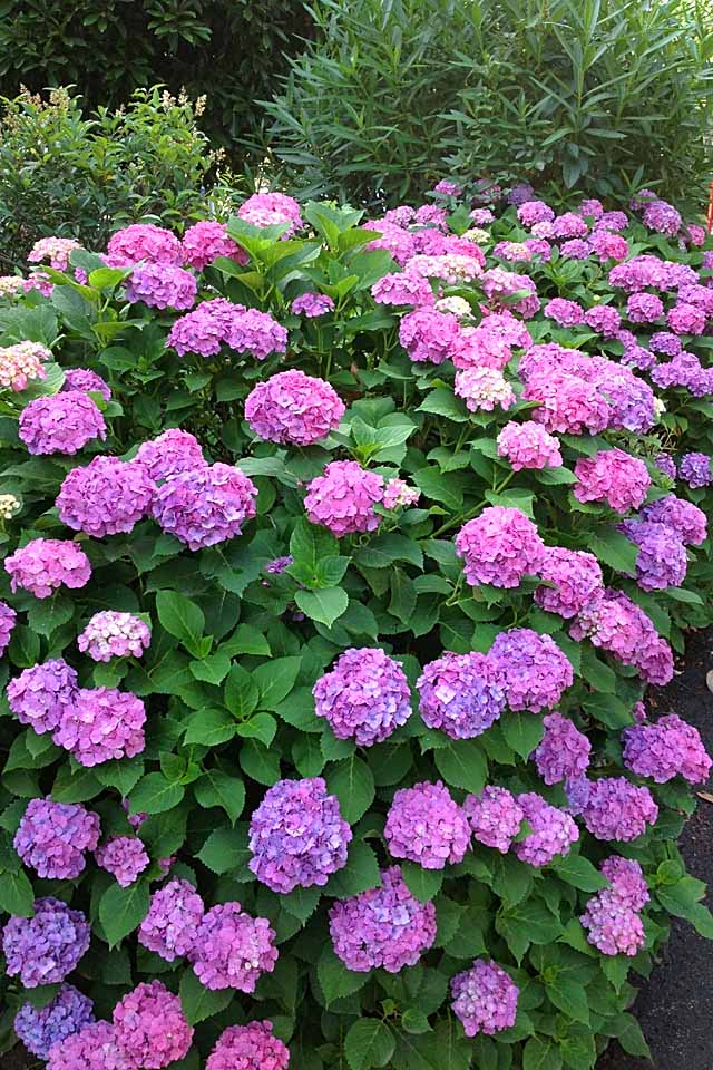 Hydrangeas at Kawabe Park by nutakku