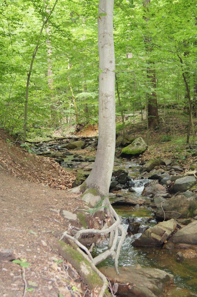 Exposed Roots and Precarious Tree Along Cascade Falls Trail by kiwanji