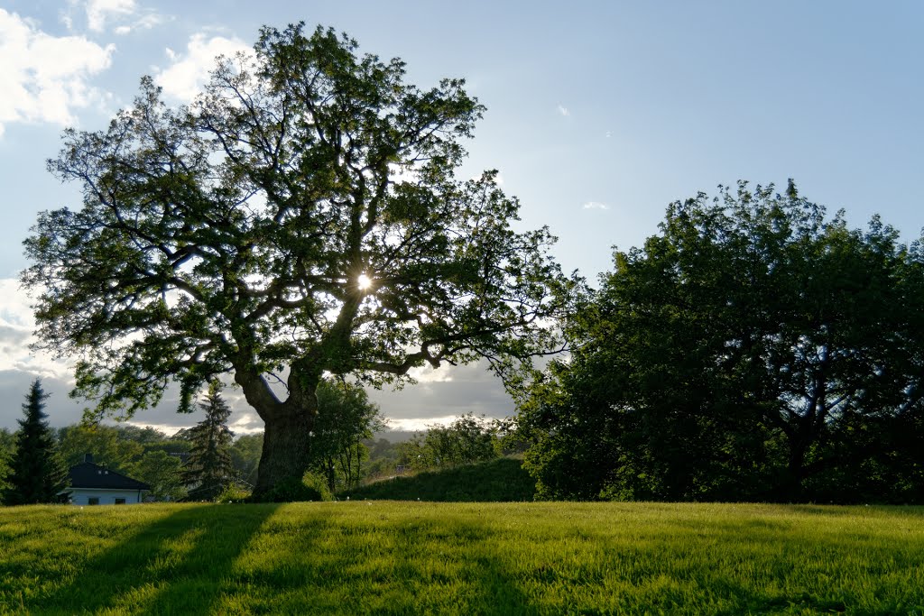 Tree in Godalsparken by Gunnar Maehlum