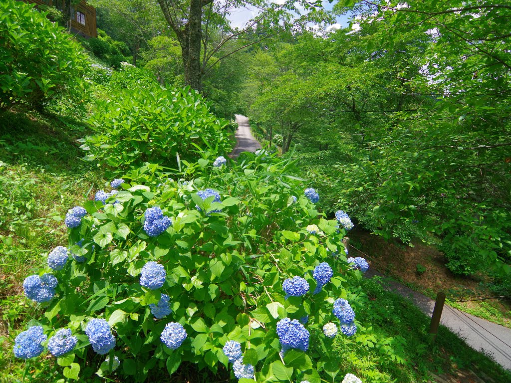 七曲りのあじさい 吉野山にて Hydrangea in Yoshino-yama 2013.6.17 by as365n2