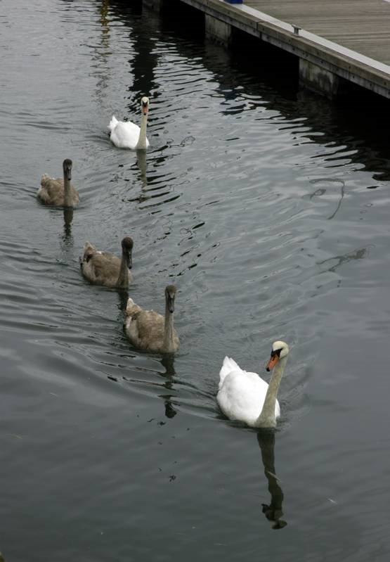 The serpentine london uk by mariouk