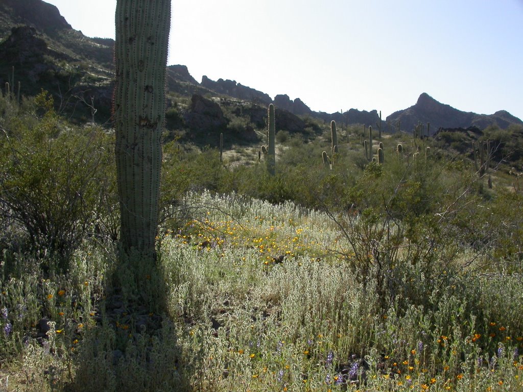 Picacho Peak State Park, 3/9/2008 by Max Richard