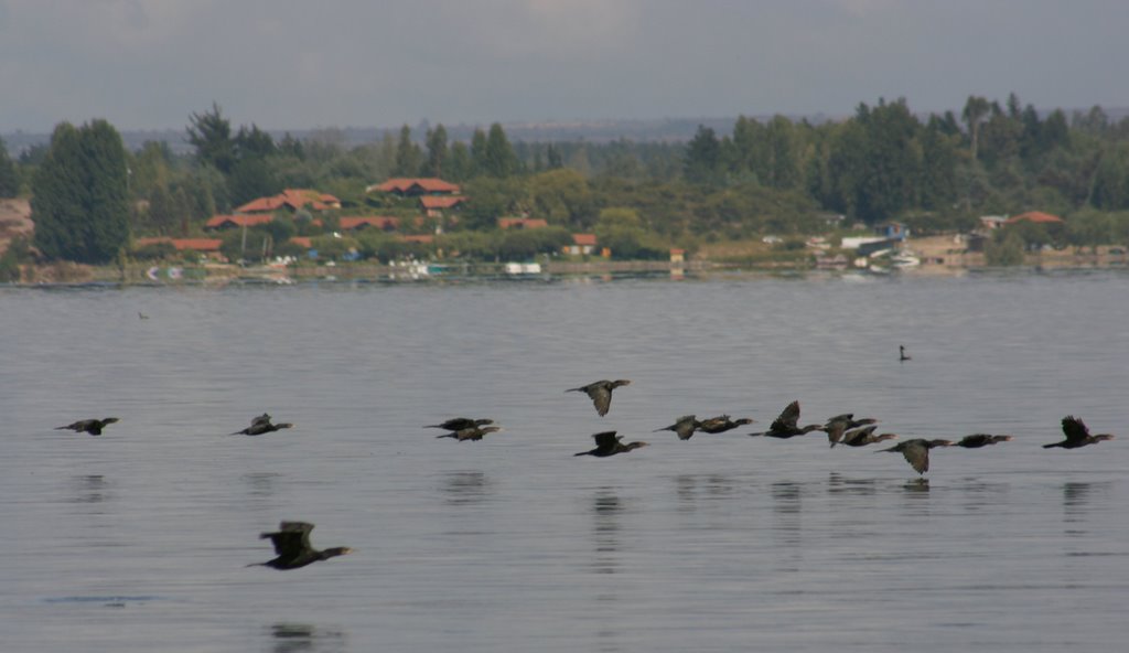 Bandada de patos yeco by Fernando García Toso