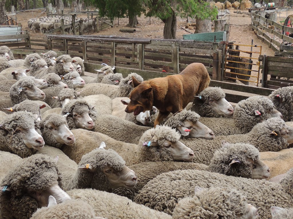 Auf der Schaffarm bei Margaret River by ewkvienna