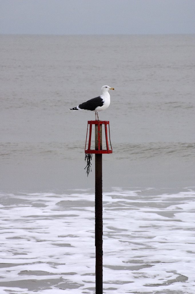 Seagull, Goring by sea by andyblann