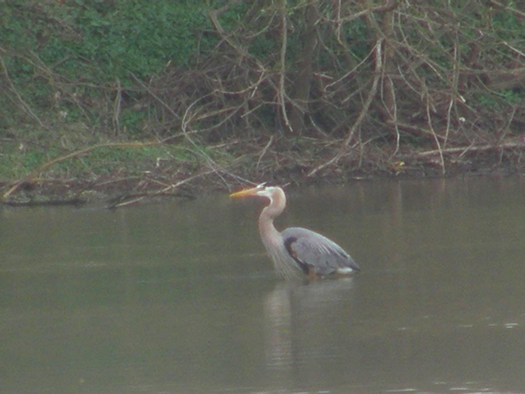 Heron at Halethorpe Ponds by Cham Green