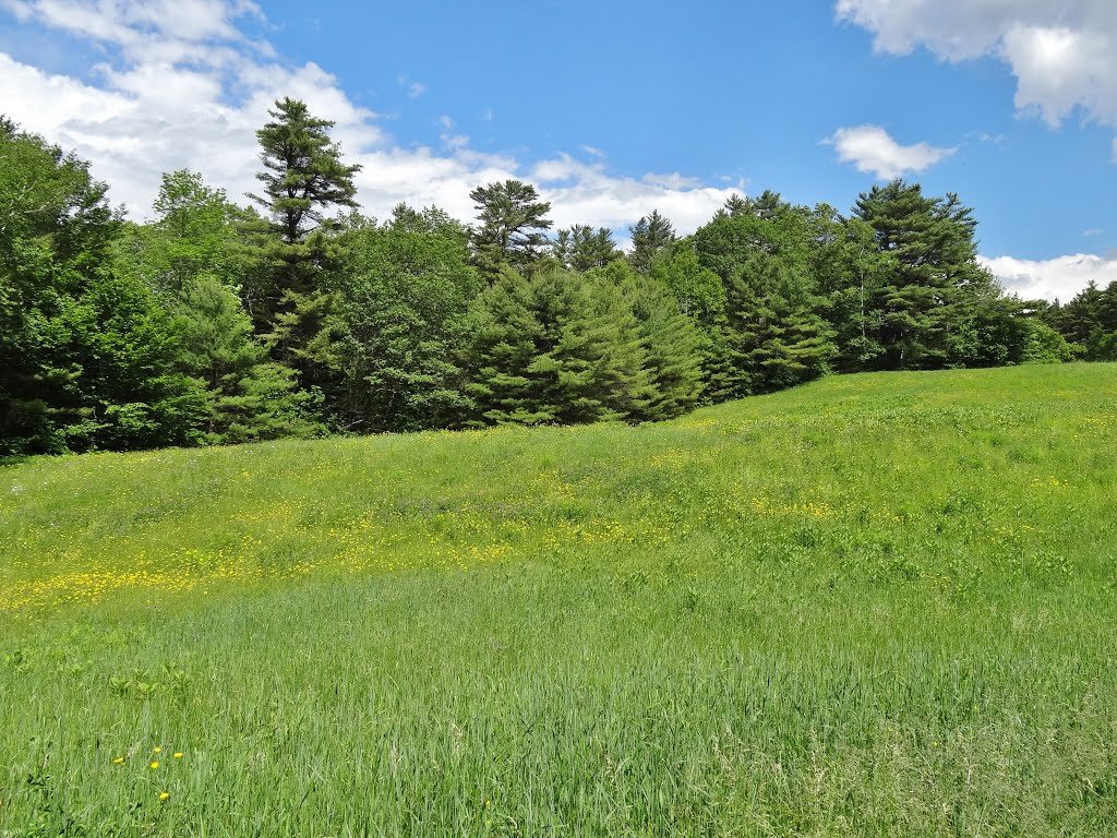 Vaughn Woods, Hallowell Maine by Taoab