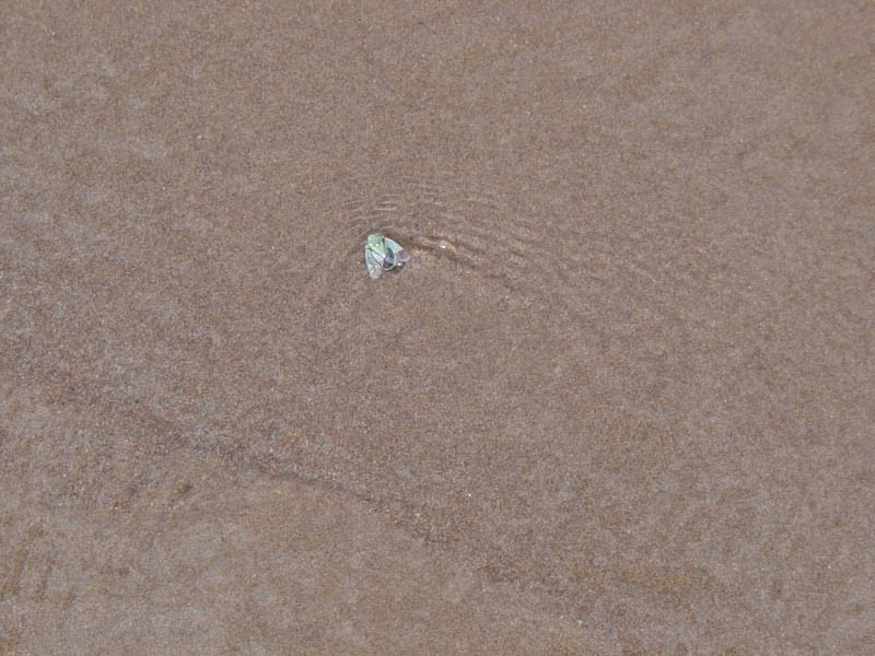 Southern Colorado Trip 6-04 - 005 Great Sanddunes NM - Bug in Mendino Creek by Chris Hood