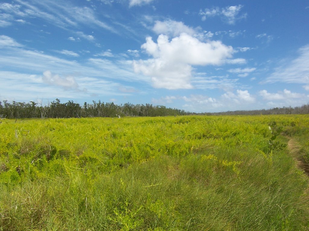 Grass land by NeoVoldemort