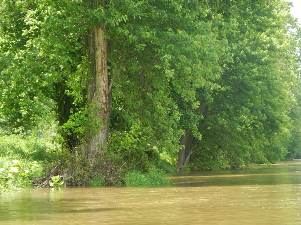 Shenandoah shoreline by AceMcCloud