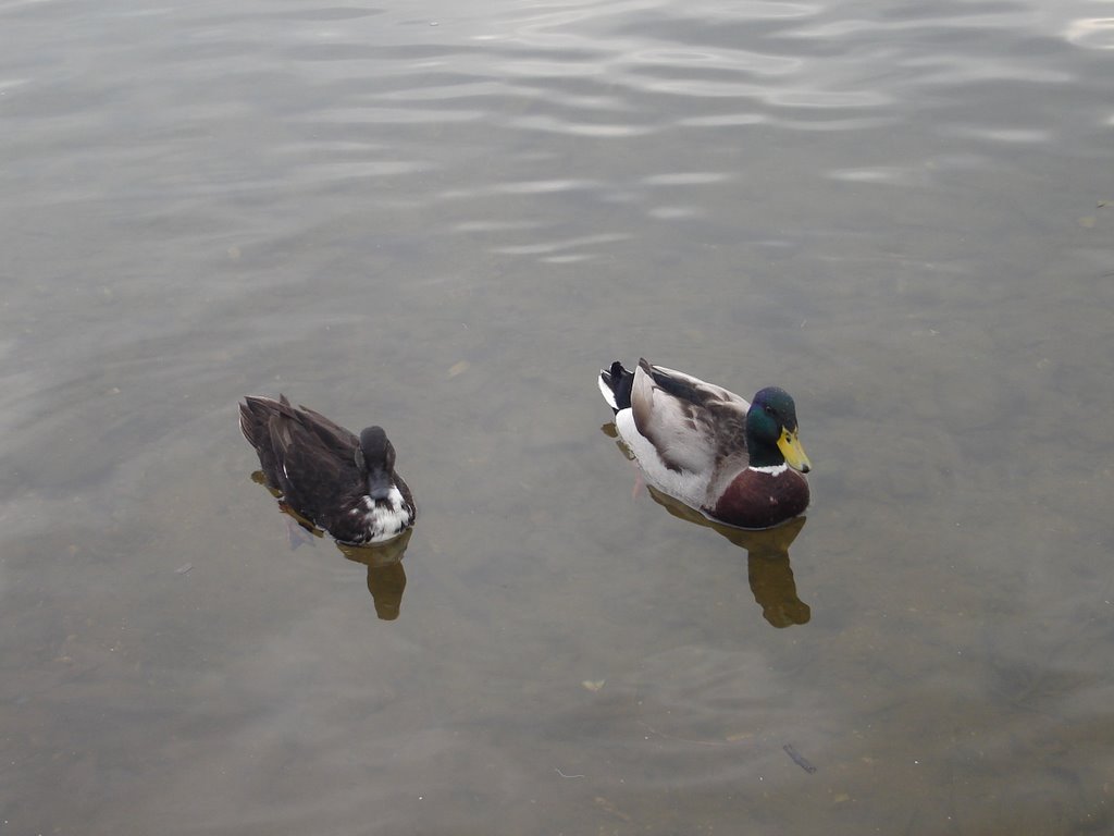 Patos do Mondego (Mondego's ducks) by jcsantos