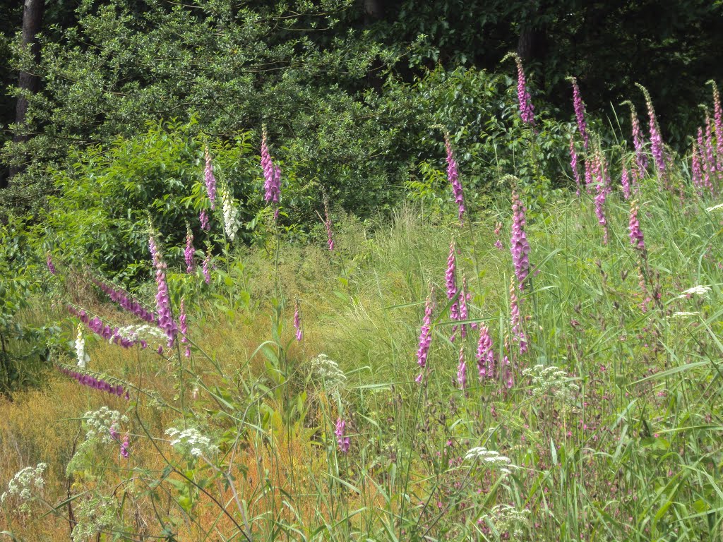 Dijlewandeling (juni 2013) by Wandelen rond Leuven | Hiking around Leuven (