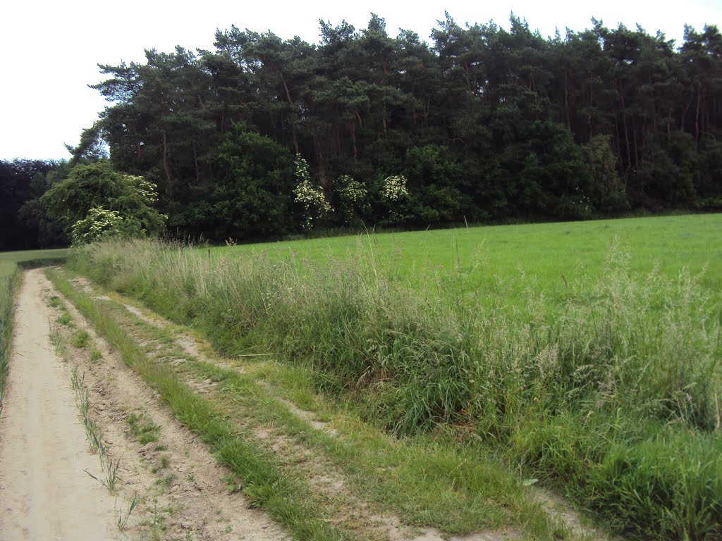 Dijlewandeling (juni 2013) by Wandelen rond Leuven | Hiking around Leuven (