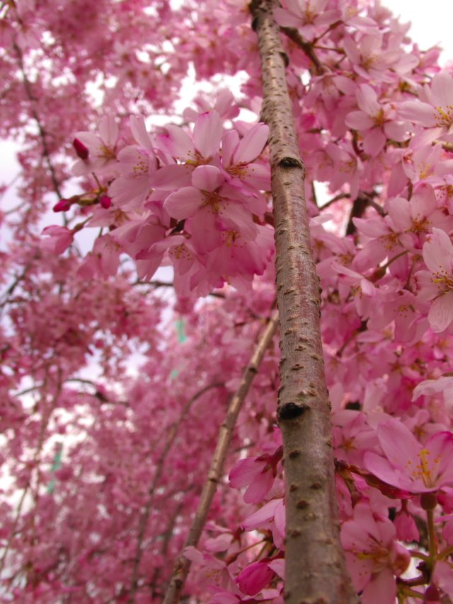 綾南公園の桜 (Cherry blossoms in Ronan-koen) by irtsgeds