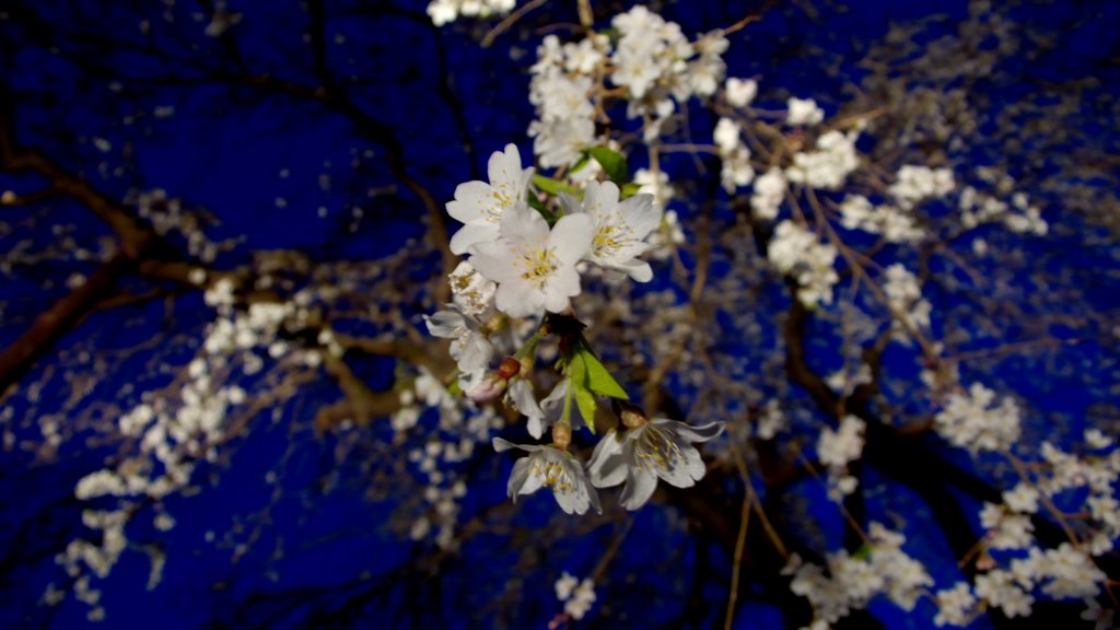 大光寺の枝垂れ桜 (The droop cherry blossoms in Daiko-ji) by irtsgeds